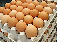 Курячі яйця стануть основою ліків нового покоління