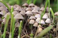 "Чарівні гриби" можуть лікувати важку депресію
