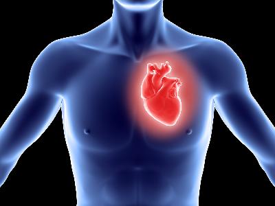 Вчені розповіли, яка речовина потрібна для нормальної роботи серця