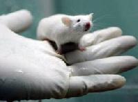 Генна терапія повернула зір сліпим мишам