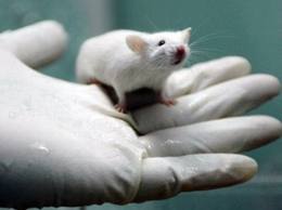 Неврологи зрозуміли, як фізична активність може врятувати мозок від деградації