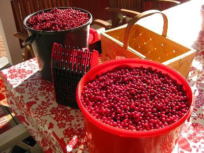 Вчені виявили, що брусничний сік сприяє зниженню високого артеріального тиску