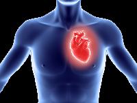 Вчені розповіли, яка речовина потрібна для нормальної роботи серця