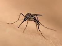 Малярія стає по-справжньому смертоносною, попереджають вчені