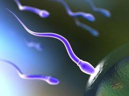 Вчені пролили світло на чоловіче безпліддя