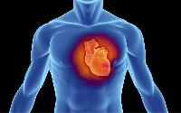 Дослідники навчилися відновлювати серцевий м'яз