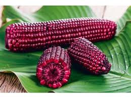 Незвичайна кукурудза обіцяє замінити собою таблетки