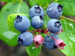 Флавоноїди не дадуть вам померти раніше терміну, заявляють дослідники