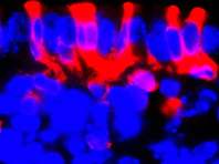 Генетики розібралися в основі процесу менструації