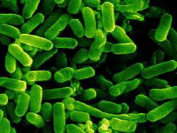 Особлива мікрофлора кишечника призводить до розвитку раку, показали дослідження